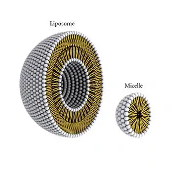 micelles and liposomes