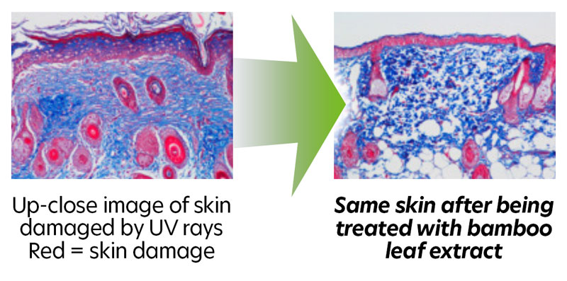 bamboo leaf treatment comparison